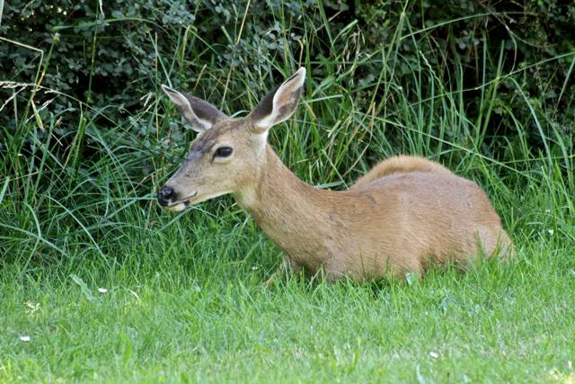 Port Townsend deer